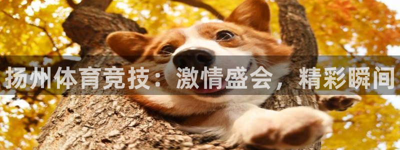 捷报足球大比分：扬州体育竞技：激情盛会，精彩瞬间